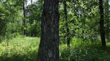 Yaz günlerinde ormandaki ağaçlar