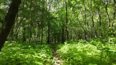 Yaz günlerinde ormandaki ağaçlar