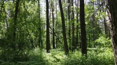Yaz günlerinde ormandaki ağaçlar