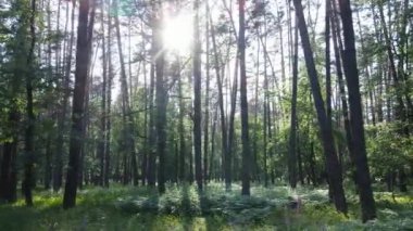 Yaz günlerinde ormandaki ağaçlar