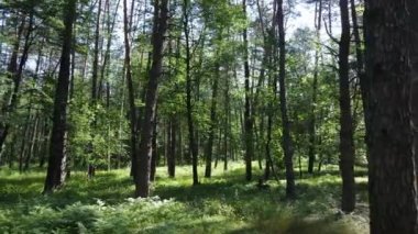 Yaz günlerinde ormandaki ağaçlar