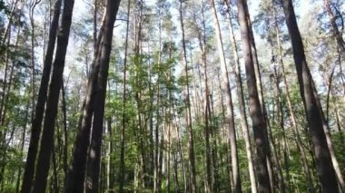 Yaz günlerinde ormandaki ağaçlar