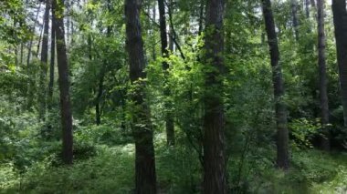 Yaz günlerinde ormandaki ağaçlar