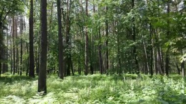 Yaz günlerinde ormandaki ağaçlar
