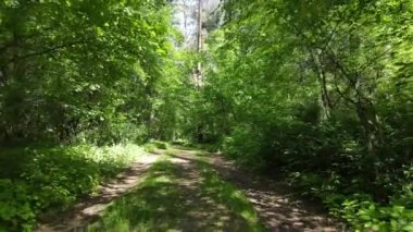 Yaz günlerinde ormandaki ağaçlar