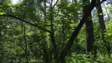 Yaz günlerinde ormandaki ağaçlar