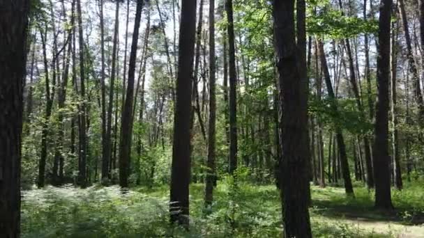 夏の日までに森の木々 — ストック動画