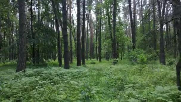 Árboles en el bosque por el día de verano — Vídeo de stock