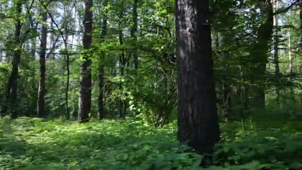 Árvores na floresta por dia de verão — Vídeo de Stock