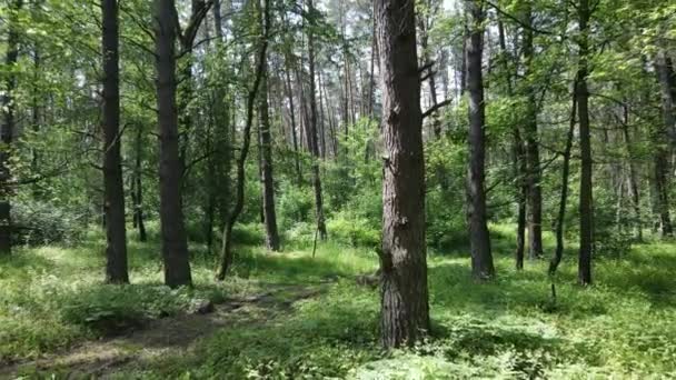 Bomen in het bos tegen de zomerdag — Stockvideo