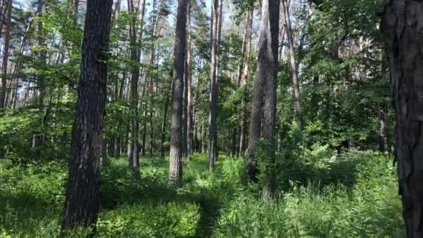 Árboles en el bosque por el día de verano — Vídeos de Stock