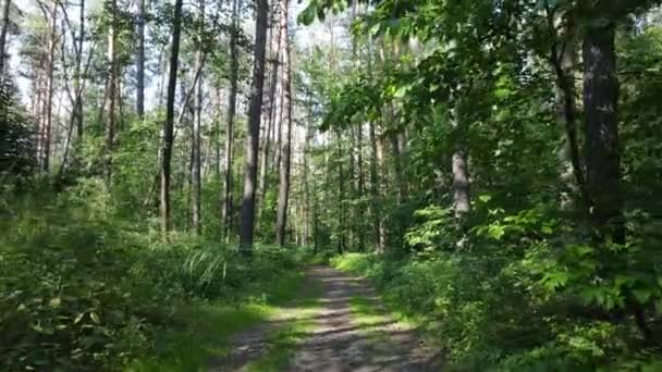 Arbres dans la forêt par jour d'été — Video