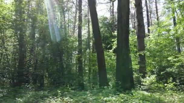 Pohon di hutan pada hari musim panas — Stok Video