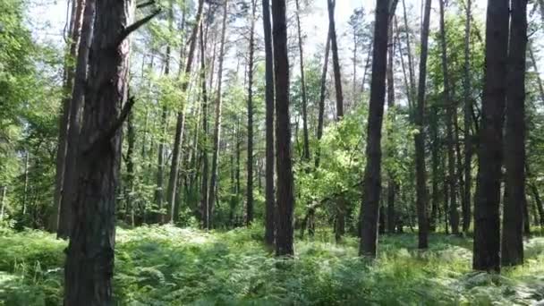 Arbres dans la forêt par jour d'été — Video