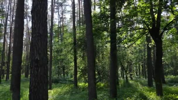 Bomen in het bos tegen de zomerdag — Stockvideo