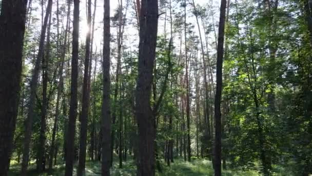 Bäume im Wald an Sommertagen — Stockvideo