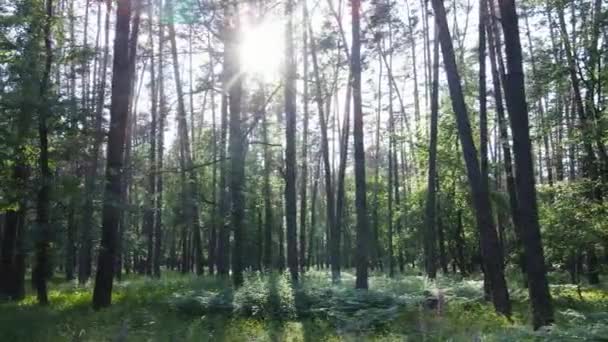 Stromy v lese do letního dne — Stock video