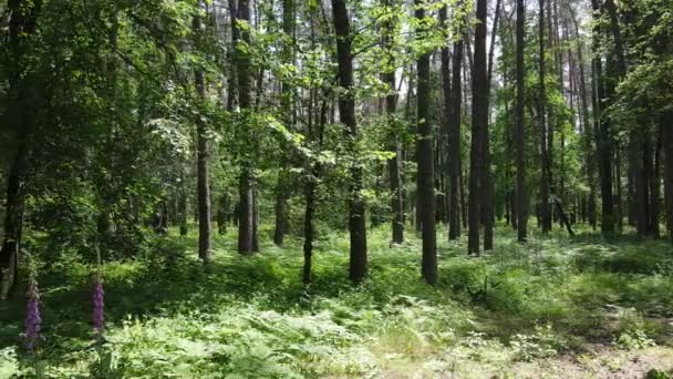 Árvores na floresta por dia de verão — Vídeo de Stock