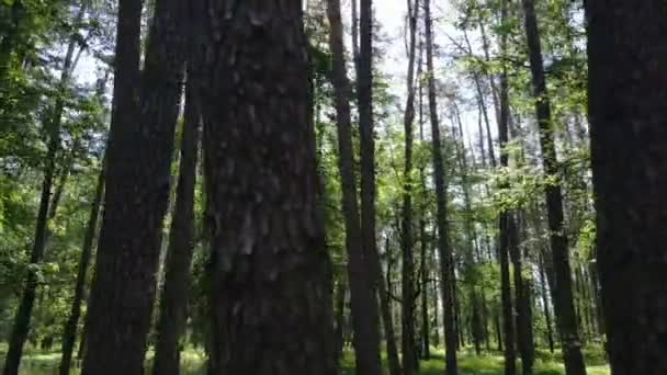 Árvores na floresta por dia de verão — Vídeo de Stock