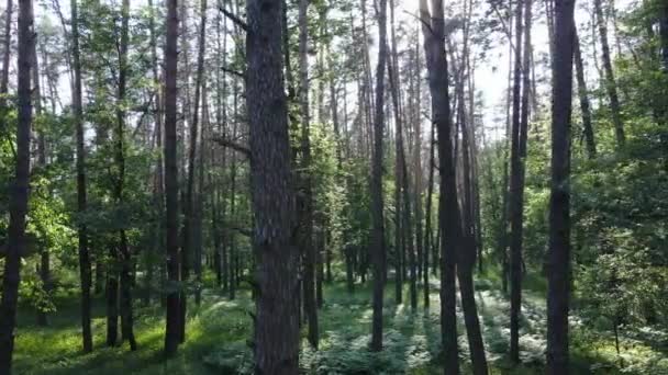 Trees in the forest by summer day — Stock Video