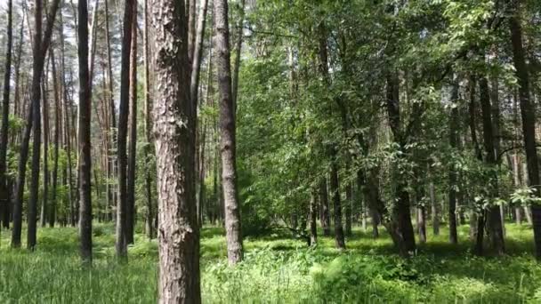 Bäume im Wald an Sommertagen — Stockvideo