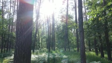 Yaz günlerinde ormandaki ağaçlar