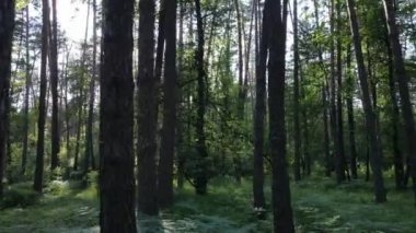 Yaz günlerinde ormandaki ağaçlar