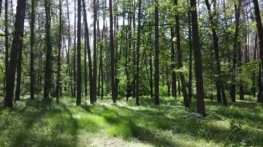 Yaz günlerinde ormandaki ağaçlar