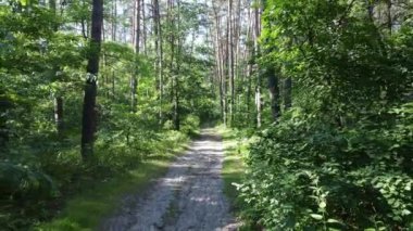 Yaz günlerinde ormandaki ağaçlar