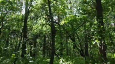 Yaz günlerinde ormandaki ağaçlar