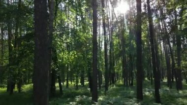 Yaz günlerinde ormandaki ağaçlar