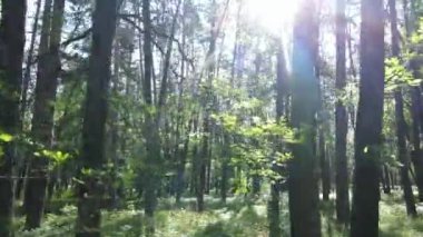 Yaz günlerinde ormandaki ağaçlar