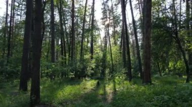 Yaz günlerinde ormandaki ağaçlar