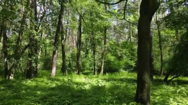 Yaz günlerinde ormandaki ağaçlar