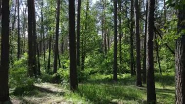 Yaz günlerinde ormandaki ağaçlar