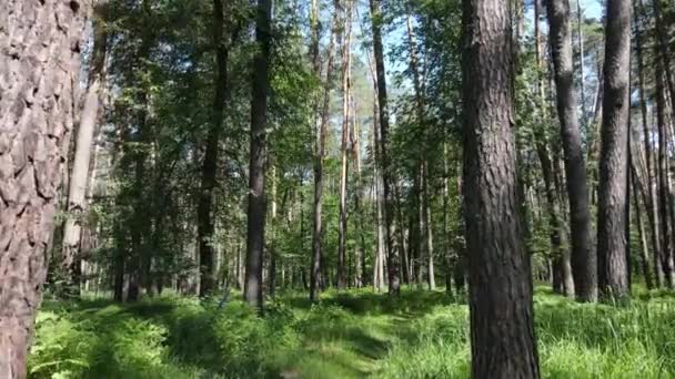 Árboles en el bosque por el día de verano — Vídeos de Stock