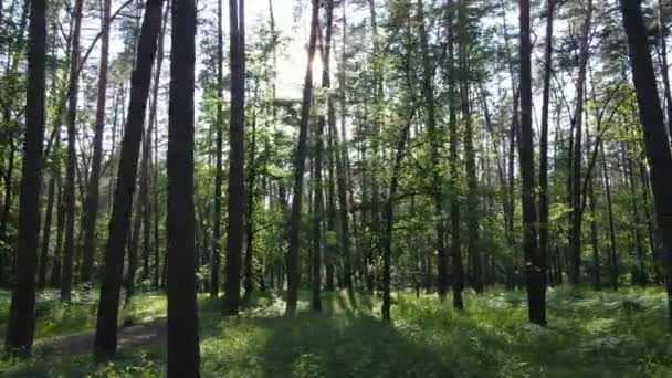 Alberi nella foresta entro il giorno d'estate — Video Stock