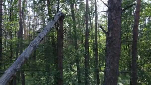 Träd i skogen efter sommardag — Stockvideo