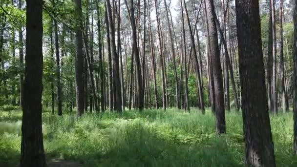 Drzewa w lesie w letni dzień — Wideo stockowe