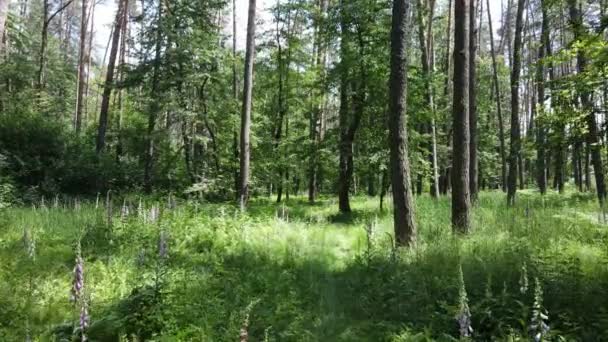 Bomen in het bos tegen de zomerdag — Stockvideo