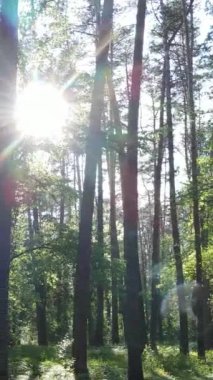 Gündüz vakti ağaçlı yeşil bir ormanın dikey videosu, yavaş çekim