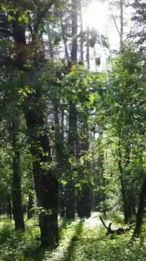 Gündüz vakti ağaçlı yeşil bir ormanın dikey videosu, yavaş çekim