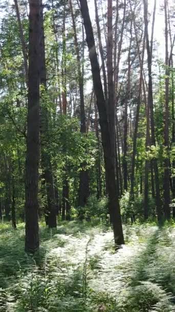 Video verticale di una foresta verde estiva con alberi durante il giorno, rallentatore — Video Stock