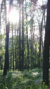 Gündüz vakti ağaçlı yeşil bir ormanın dikey videosu, yavaş çekim