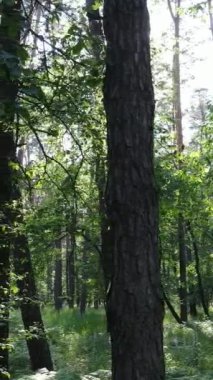 Gündüz vakti ağaçlı yeşil bir ormanın dikey videosu, yavaş çekim