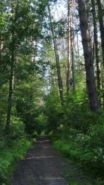 Gündüz vakti ağaçlı yeşil bir ormanın dikey videosu, yavaş çekim