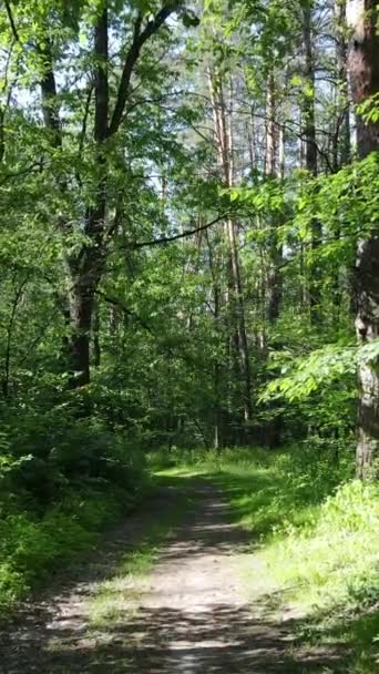 Вертикальное видео летнего зеленого леса с деревьями в течение дня, замедленная съемка — стоковое видео