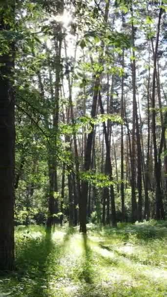 Vertikální video letního zeleného lesa se stromy během dne, zpomalený pohyb — Stock video