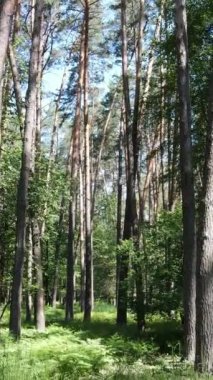 Gündüz vakti ağaçlı yeşil bir ormanın dikey videosu, yavaş çekim