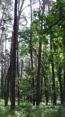 Gündüz vakti ağaçlı yeşil bir ormanın dikey videosu, yavaş çekim